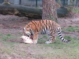 Safaripark beekse bergen biedt een dagje afrika in nederland. Purrende Tijgers En Olifanten Met Pretogen Openen Kerstkado S In Beekse Bergen Foto Bd Nl
