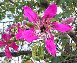 Chorisia Speciosa Silk Floss Tree Quart Plants Trees To Plant Beautiful Flowers