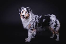 Scopri ricette, idee per la casa, consigli di stile e altre idee da provare. Australian Shepherds The Complete Trait Guide Ollie Blog