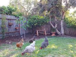 Plymouth rocks are an old breed and are a popular 'base chicken' for many other breeds. The Top 18 Chicken Breeds For Your Backyard Flock Homestead And Chill