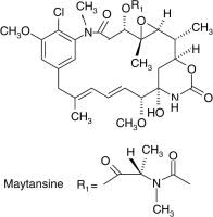 Image result for Putterlickia verrucosa