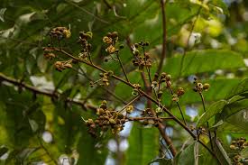 Image result for Anthonotha macrophylla