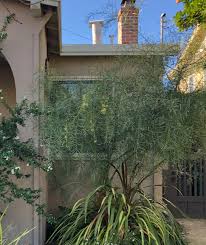 Image result for Acacia exuvialis