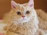 Selkirk Rex Kittens for Sale & Cats for Adoption | Sweetie ...