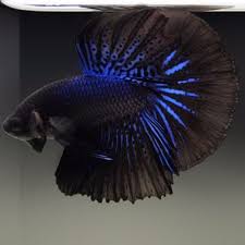 The color and shape shown may not be exact due to live creature. Live Betta Fish Male Black Orchid Halfmoon Betta Fish Betta Black Orchid