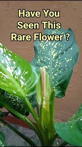 Image result for dieffenbachia flower