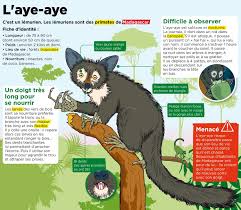 Epingle Par Ecole A La Maison Ressource Sur Documents Scolaires Animaux Nocturnes Documentaire Animaux Nom Des Animaux