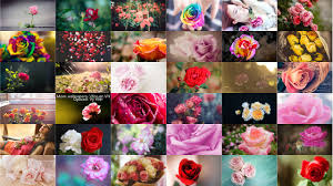 We have photos of all kinds of flowers, so a few of them are sure to. 200 Roses Flowers Full Hd Wallpapers Pack By Telasm On Deviantart