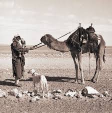 Find the perfect desert camel herder arabian stock photo. Expedition Magazine Penn Museum