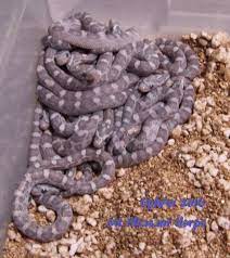 This 2016 Corn Snake Clutch Includes Both Blue Dilute Anery Het Motley Ph Amel And Blue Motley Dilute Anery Motley Ph Corn Snake Snake Clutch Rat Snake