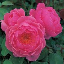David Austin Rose Heather Austin David Austin Roses English Roses Pretty Flowers