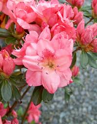 Check spelling or type a new query. Azalea Blaauw S Pink Moon Nurseries