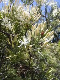 Image result for Loranthaceae