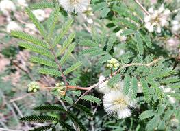 Image result for Acacia angustissima