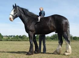 Diedre wilkin, il suo proprietario, dichiara che chief è il cavallo più dolce del mondo e che farebbe qualsiasi cosa per lui. Qual E La Piu Grande Razza Di Cavalli Al Mondo Quora