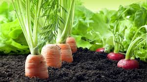 Utilizing a combination of tools designed to work with each crop and pest. How Healthy Soils Make For A Healthy Life