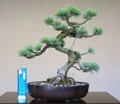 Image result for Stephania cyanantha