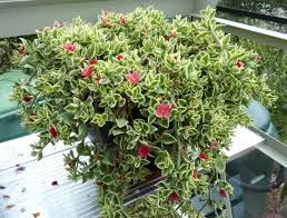 Vă oferim petunii curgătoare la diverse dimensiuni. Flori De Piatra Curgatoare Arhiva Okazii Ro