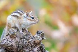 U scram cat and chipmunk deterrent. How To Get Rid Of Chipmunks X Pest