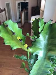 Image result for Euphorbia baylissii