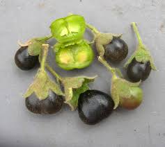 Image result for Kalaharia uncinata