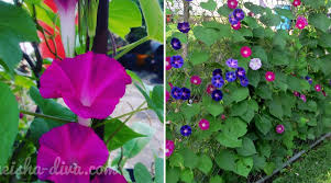 Berikut cara menanam dan cara merawat tanaman coleus yang dikutip dari rumah bunga neisha. Rumah Bunga Neisha Rumah Bunga Neisha Cara Menanam Bunga Morning Glory