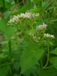 Image result for Mikania sp.