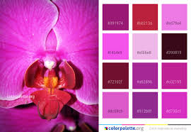 I am glad i did! Fuchsia Color Palette Ideas Colorpalette Org