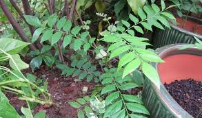 Image result for Clausena