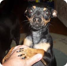 Find duluth, minnesota animal shelters, puppy dog and cat shelters, pet adoption centers, dog pounds, and humane societies. Duluth Mn Miniature Pinscher Meet Scrappy A Pet For Adoption