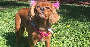 Jul 09, 2021 · browse thru thousands maltese dogs for adoption near in usa area listings on puppyfinder.com to find your perfect match. Their Dog Died At 3 Years Old What Marley S Family Wants You To Know Aspca