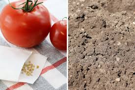 Wir geben sortentipps und verraten dann können tomatensamen dünn in einzeltöpfe oder saatschalen ausgesät und sehr hell und. Tomaten Saen Wann Ist Der Ideale Zeitpunkt Tomaten De