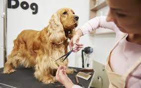 Back then very few people had any idea what the heck diy mobile dog grooming was. How To Start A Dog Grooming Business