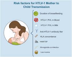 Image result for HTLV1