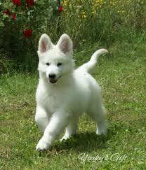 We did not find results for: 12 Idee Su Pastore Svizzero Bianco Pastore Animali Cani