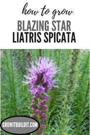 Blazing Star Liatris Spicata Is A Tall Perennial Flower With Large Purple Spike Blooms As Gardening For Beginners Flowers Perennials Native Plant Gardening
