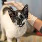 LOW COST VACCINES for Dogs AND Cats! Santa Fe County AND City!