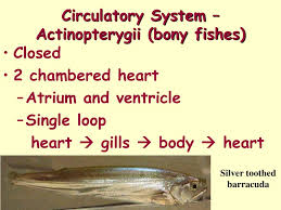 Bad news for a fish trying to escape a dolphin! Ppt Circulatory System Actinopterygii Bony Fishes Powerpoint Presentation Id 5621447