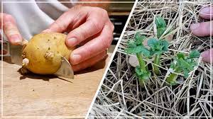 Fill your cart with color today! Grow Potatoes From Store Bought Save Money Grow Food Youtube