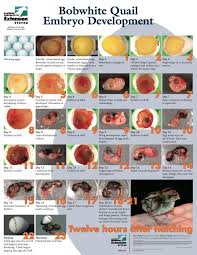 Daily Quail Hatching Chart Quail Raising Quail Quail Eggs