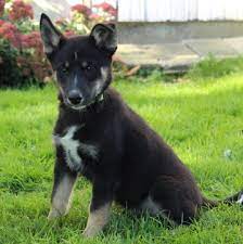 I'm a adorable australian shepherd/husky mix, i weigh about 54lbs and am 9 years old. View Ad Australian Shepherd Siberian Husky Mix Puppy For Sale Near Pennsylvania Gap Usa Adn 44049