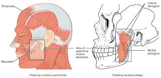 Maybe you would like to learn more about one of these? The Muscles Of Mastication And Of The Tongue