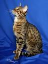 Egyptian Mau - Wikipedia