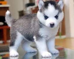 Siberian Husky Puppies For Sale Baby Animals Puppies Cute Animals