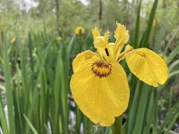 Image result for Iris pseudacorus
