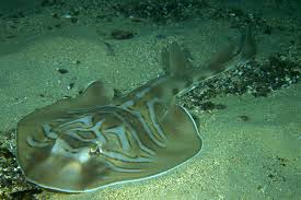 Image result for Tragia shirensis