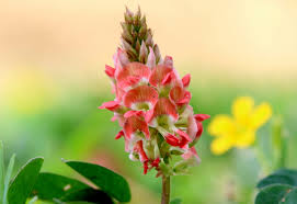 Image result for Indigofera spicata