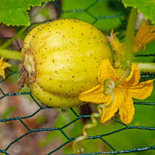 Image result for Cucumis meeusei