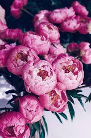 Looking for the best wallpapers? A Suite Treat Just For You Free Peony Bouquet Device Wallpaper Download Suite One Studio