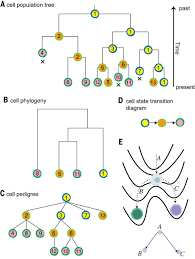 Ab donnerstag 06.02.20, gibt es… Phylodynamics For Cell Biologists Science